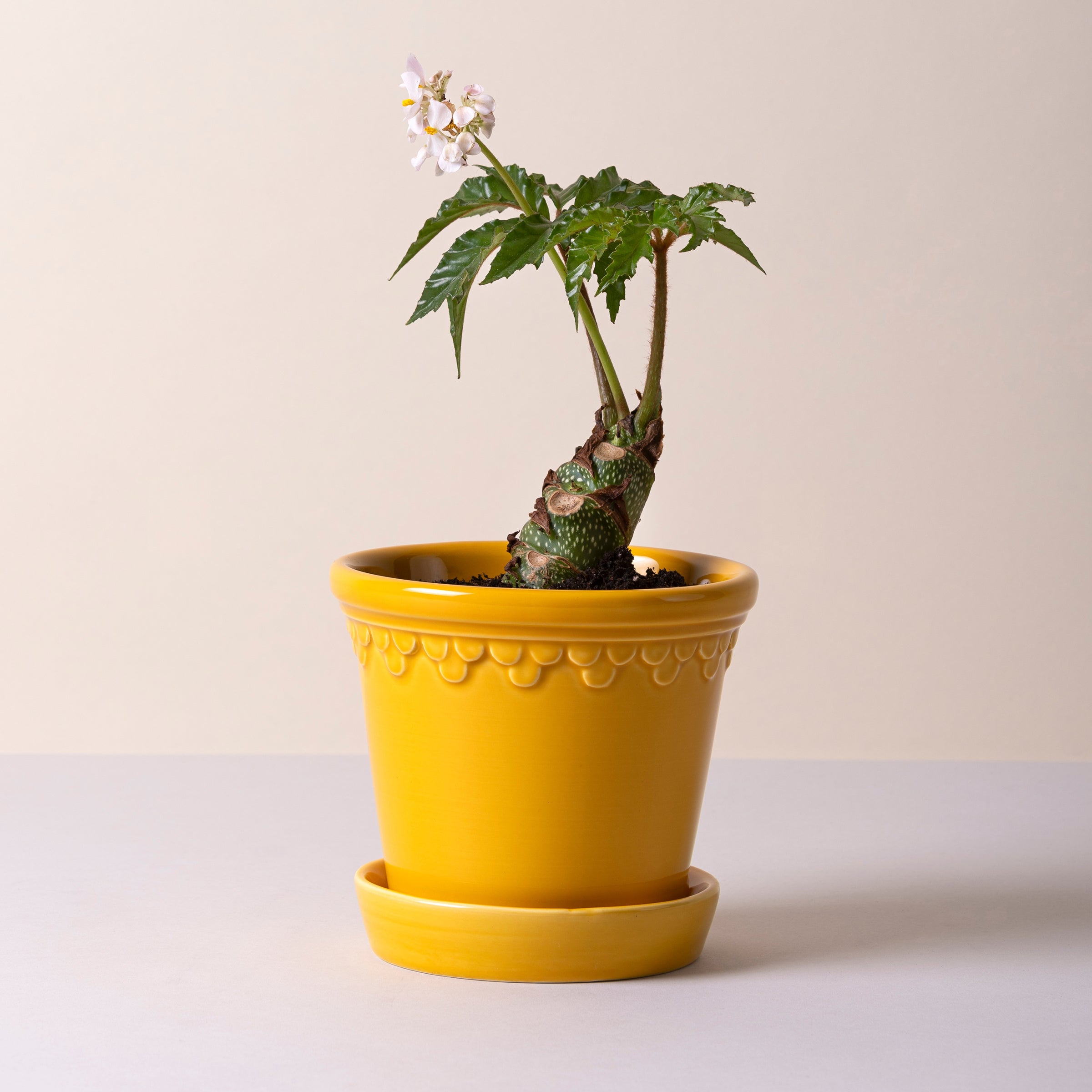 Lenox Premium Kobenhavner Glazed Amber Yellow 16cm Pot with Saucer - Image 4